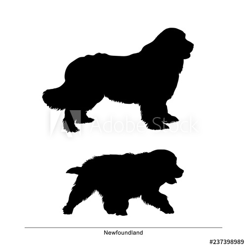 500x500 Newfoundland Breed Dog Vector Silhouette Of The Dog