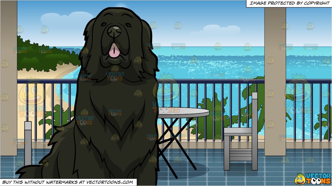 1152x648 A Curious Newfoundland Dog And A Hotel Balcony Overlooking
