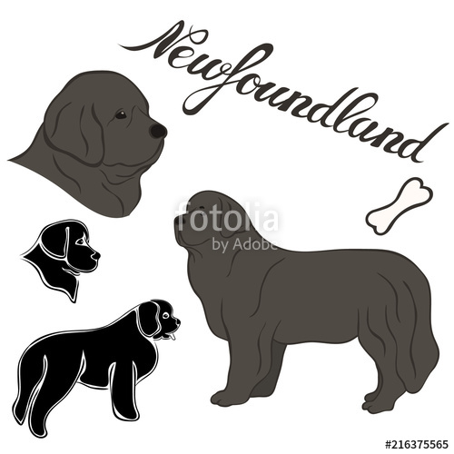 500x500 Newfoundland Breed Vector Illustration Set Isolated Doggy Image