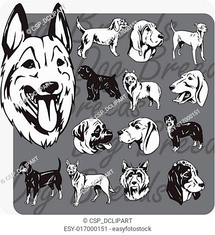 431x470 Newfoundland Dog Pug Stock Photos And Images Age Fotostock