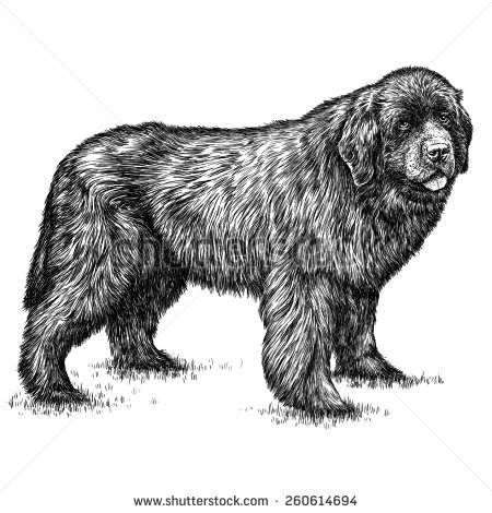 450x470 Newfoundland Dogs Clipart Free Cliparts Download Images