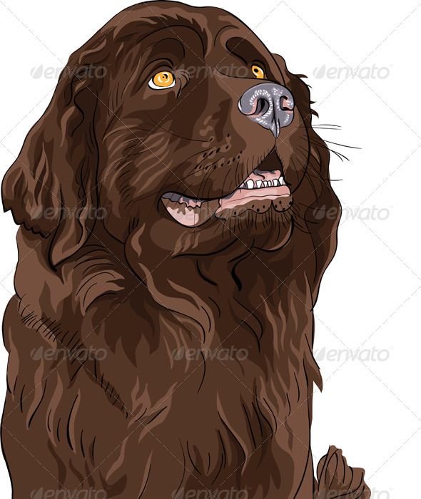 590x700 Newfoundland Dogs Hound Breeds, Dog