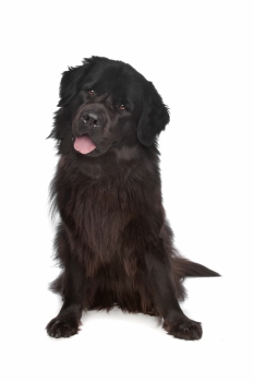 233x350 Smsx Sim Ingimage Cheap Royalty Free Subscription