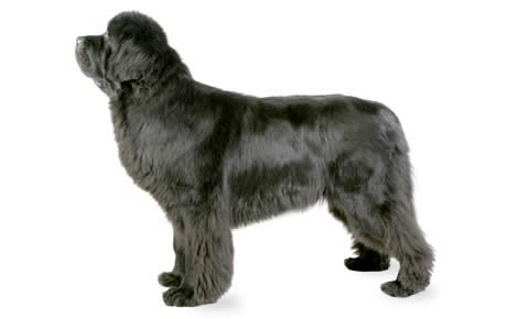 460x290 Newfoundland Dog Breed Information, Pictures, Characteristics
