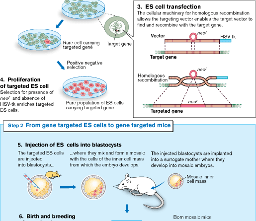 515x445 The Nobel Prize In Physiology Or Medicine