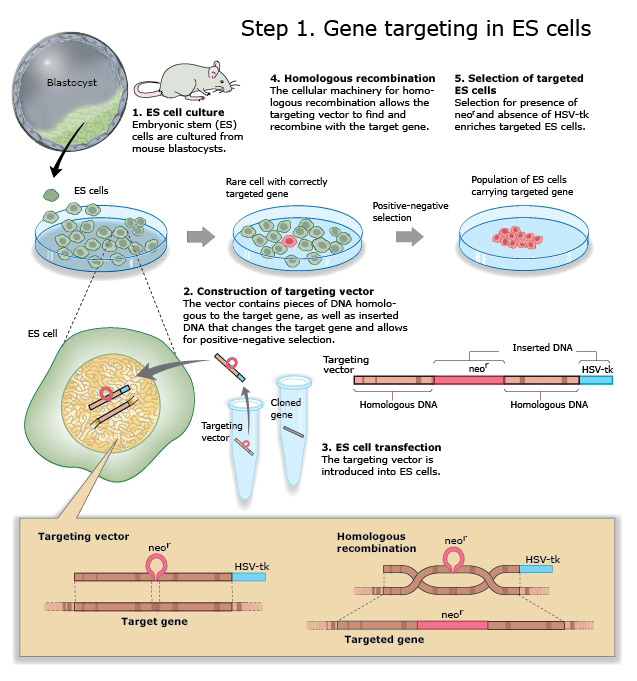 637x681 The Nobel Prize In Physiology Or Medicine