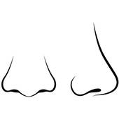 Clipart Of Human Nose 170x170 Clipart Of Human Nose