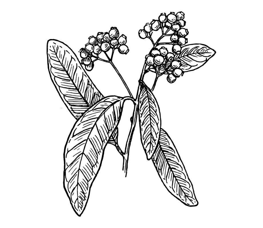 Allspice Spice Plant Cinnamon Nutmeg Cloves Tree 920x800 Allspice Spice Plant Cinnamon Nutmeg Cloves Tree