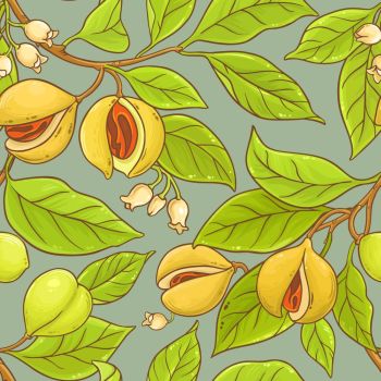 Nutmeg Cheap Royalty Free Subscription, Stock Photos, Vector 350x350 Nutmeg Cheap Royalty Free Subscription, Stock Photos, Vector