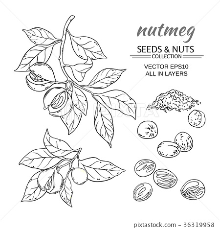 Nutmeg Vector Set 450x468 Nutmeg Vector Set