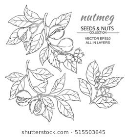 Nutmeg Vector Set Decal Drawings, How To Draw Hands, Vector Free 260x280 Nutmeg Vector Set Decal Drawings, How To Draw Hands, Vector Free