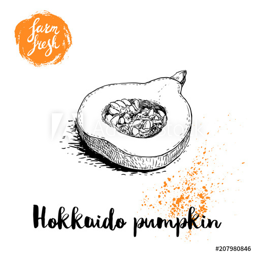 500x500 Hand Drawn Sketch Half Of Hokkaido Pumpkin Kuri With Seeds