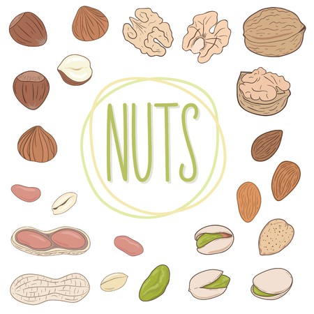 Nuts Vector at Vectorified.com | Collection of Nuts Vector free for ...