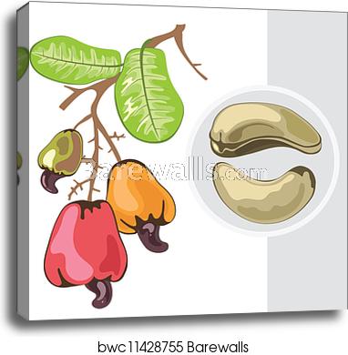 382x390 Cashew Branch With Fruits And Nuts Vector Illustration Canvas