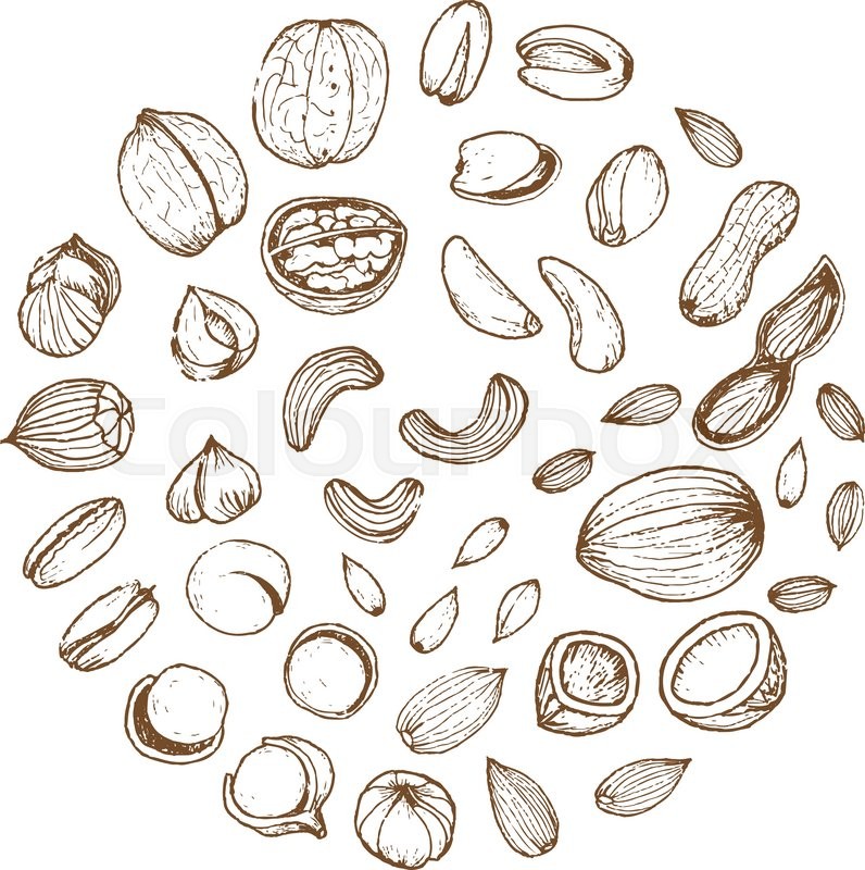 Nuts Vector at Collection of Nuts Vector free for