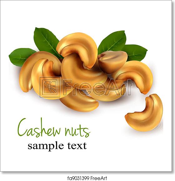 561x581 Free Art Print Of Cashew Nuts Vector Illustration Freeart