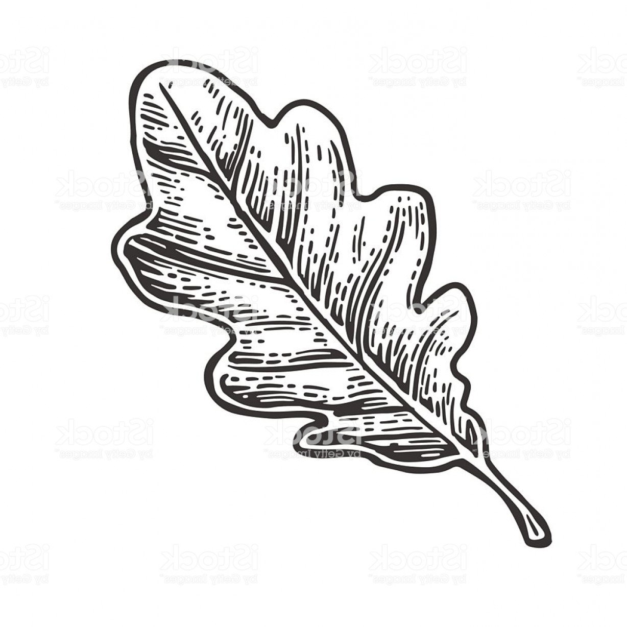 Oak Leaf Vector Vintage Engraved Illustration Gm Handandbeak 1228x1228 Oak Leaf Vector Vintage Engraved Illustration Gm Handandbeak