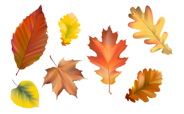 Oak Leaf Vectors, Photos And Free Download 626x389 Oak Leaf Vectors, Photos And Free Download