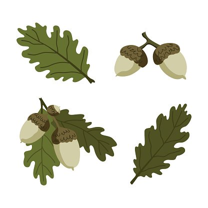 Oak Leaf Vector at Vectorified.com | Collection of Oak Leaf Vector free ...