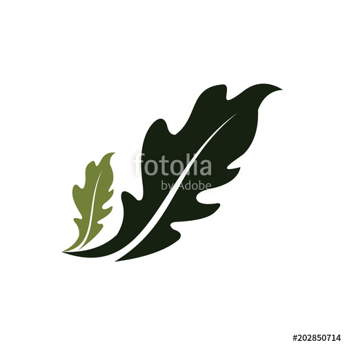 Oak Leaf Vector Logo Isolated Logo Templates Stock Image 500x500 Oak Leaf Vector Logo Isolated Logo Templates Stock Image