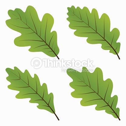 Oak Leaf Vector at Vectorified.com | Collection of Oak Leaf Vector free ...