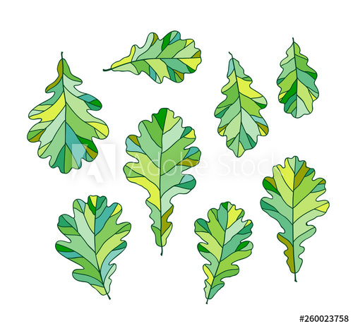Set Of Green Oak Leaves Vector Illustration, Isolated On White 500x462 Set Of Green Oak Leaves Vector Illustration, Isolated On White