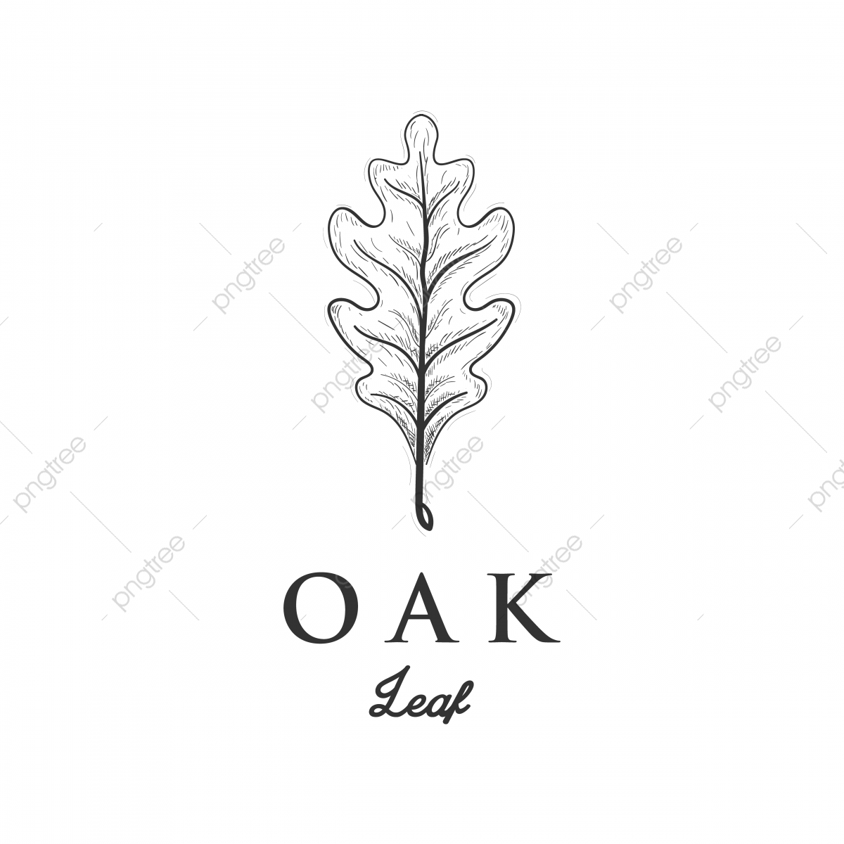 Hand Drawn Oak Leaf Illustration Designs, Oak, Leaf, Autumn Png 1200x1200 Hand Drawn Oak Leaf Illustration Designs, Oak, Leaf, Autumn Png