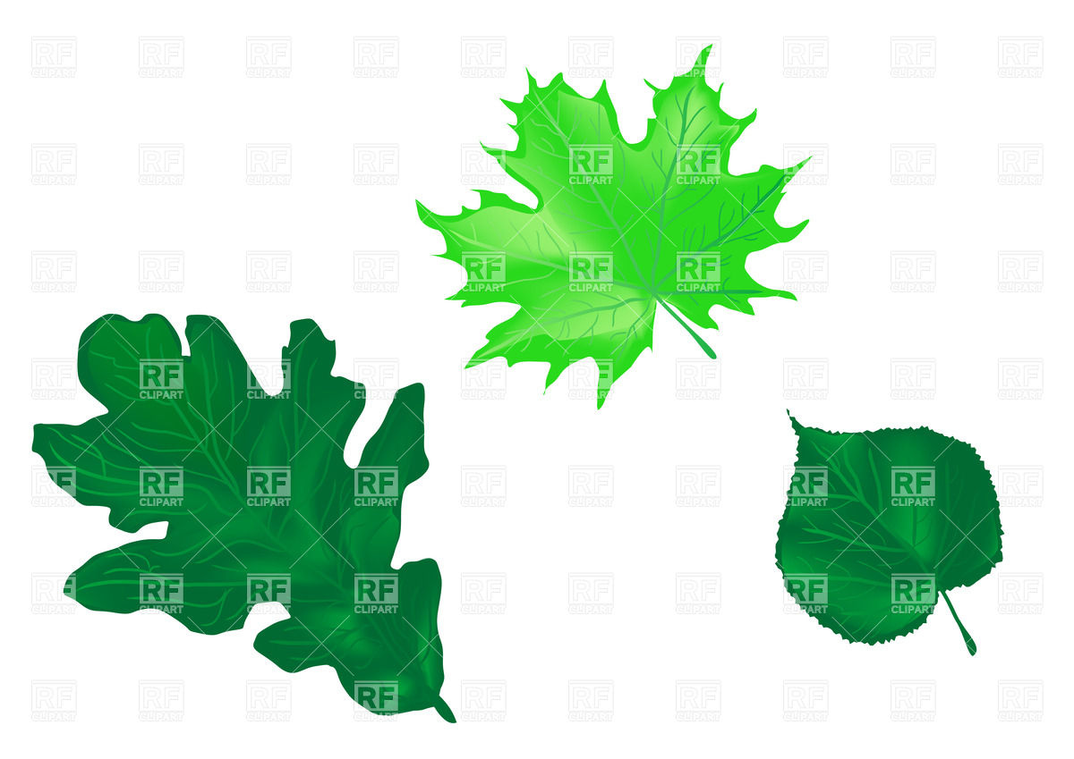 1200x849 Oak Tree Vector Free Download