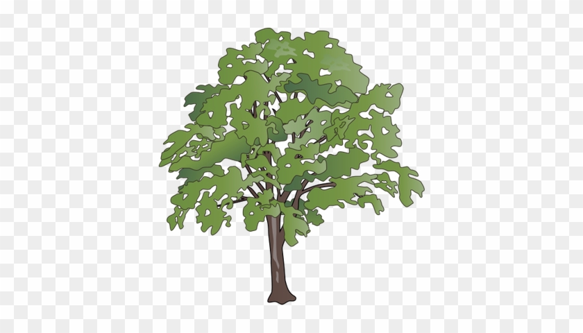 840x480 Oak Tree Vector Illustration