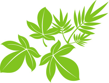 443x336 Oak Tree Leaf Free Vector Download