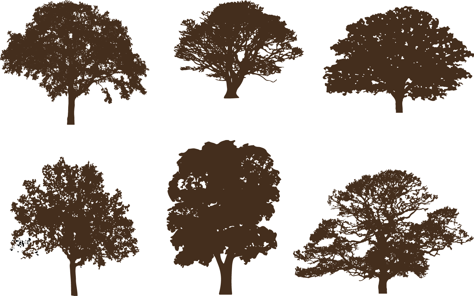1606x1002 Oak Tree Silhouettes