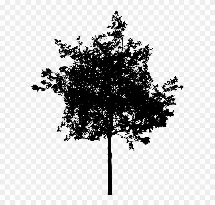 840x800 Oak Tree Graphic Buy Clip Art