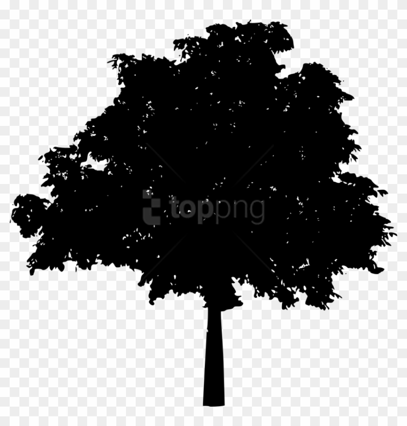 840x880 Oak Tree Silhouette Png