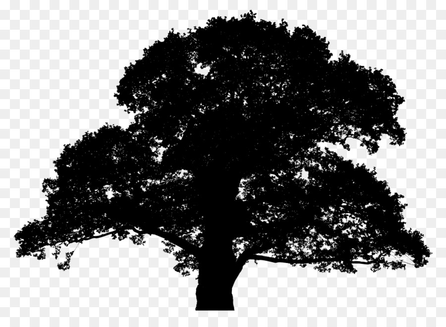 900x660 Oak Tree Silhouette