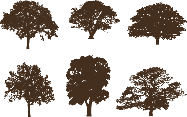 785x490 Oak Tree Silhouettes