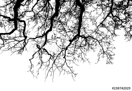 500x346 Realistic Oak Tree Silhouette