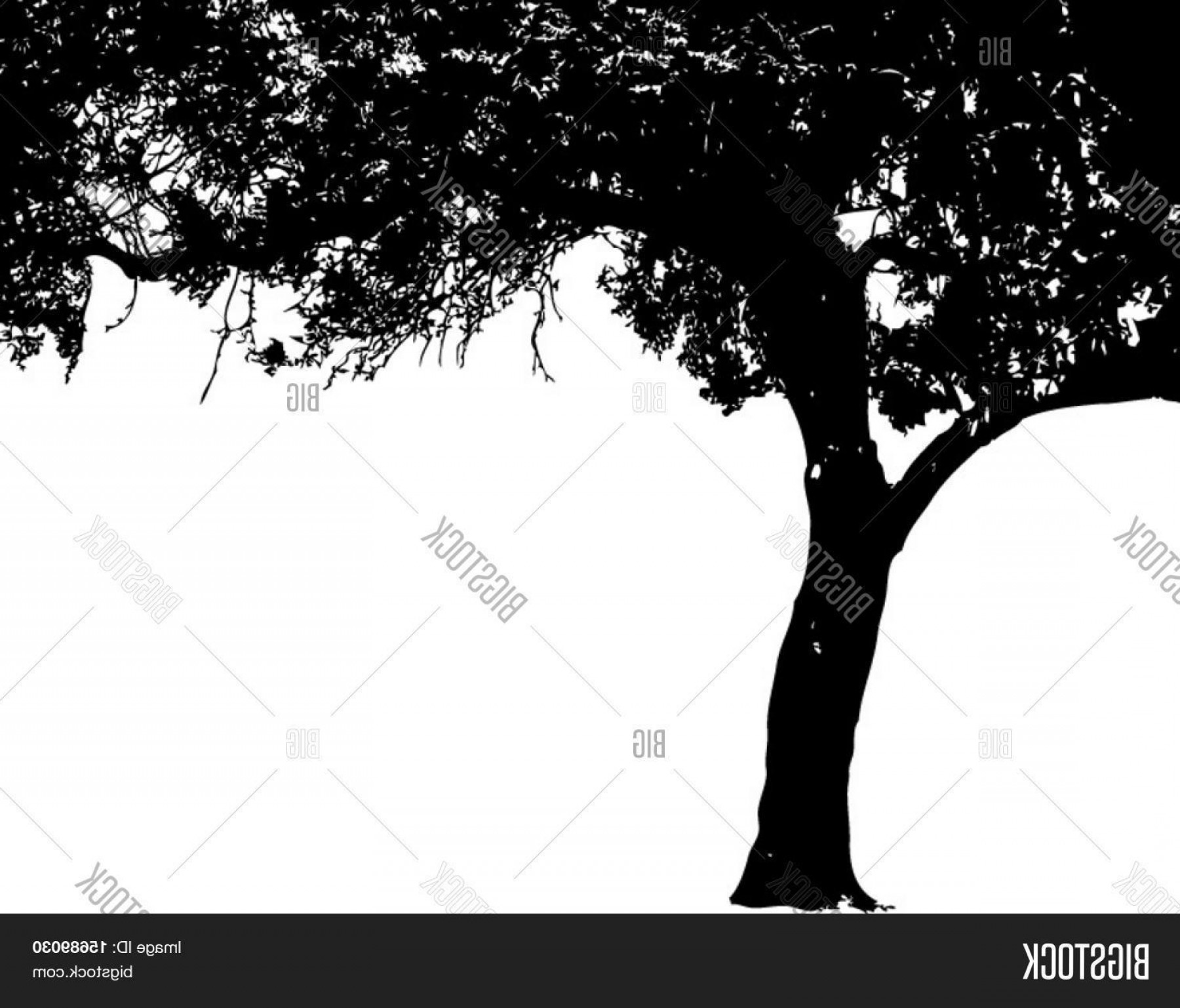 1800x1537 Stock Vector Vector Of An Oak Tree Silhouette Handandbeak