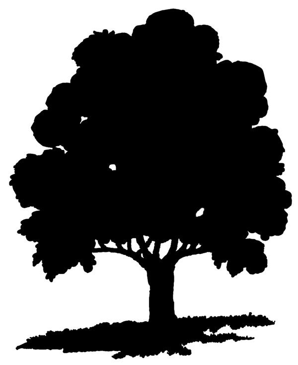 600x733 Tree Silhouettes Monogramsvinyl Oak Tree Silhouette