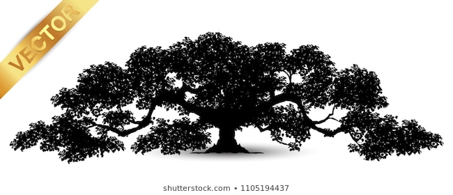 650x280 Huge Collection Of 'live Oak Tree Silhouette' Download More Than