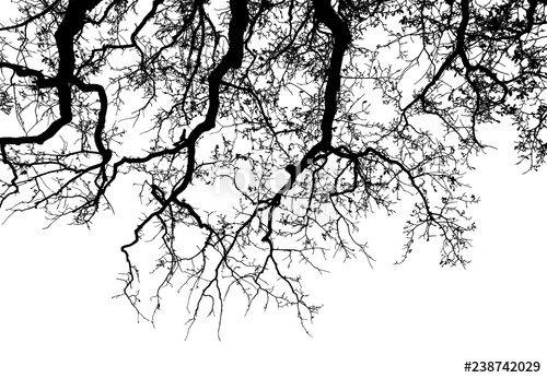 500x346 Realistic Oak Tree Silhouette