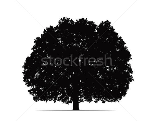 600x474 Oak Tree Silhouette Vector Illustration Foka