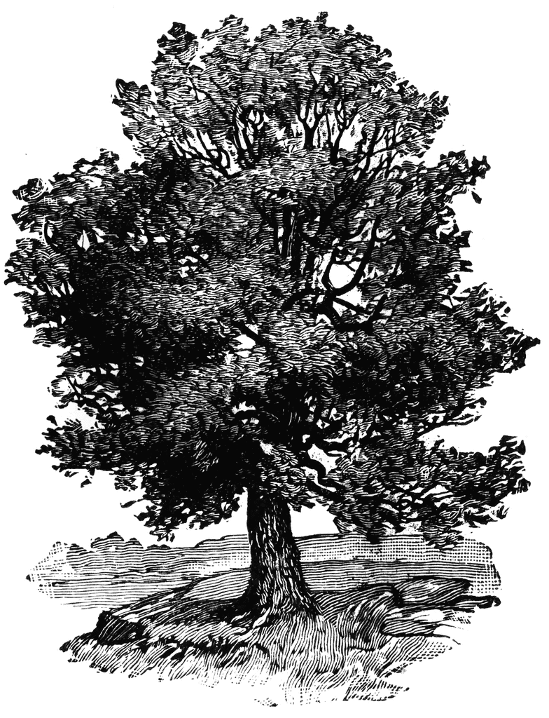 Oak Tree Vector