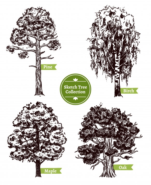 626x765 Oak Tree Vectors, Photos And Free Download