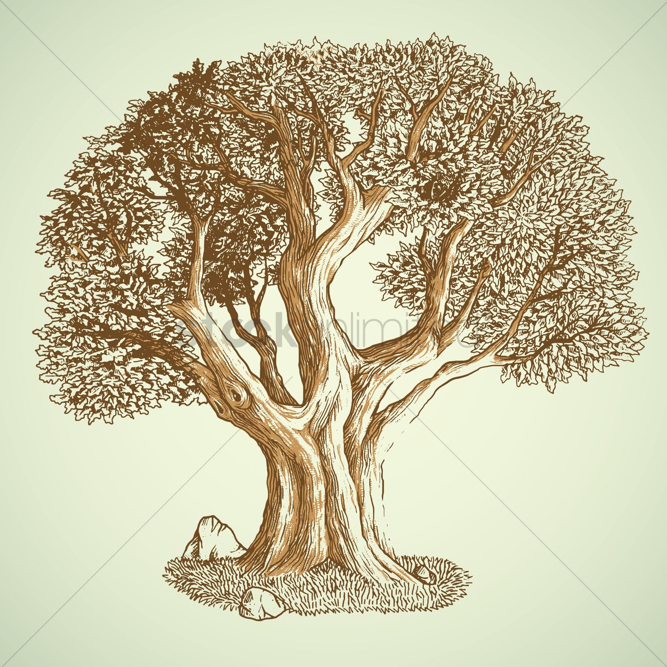 1300x1300 Oak Tree Vector Image