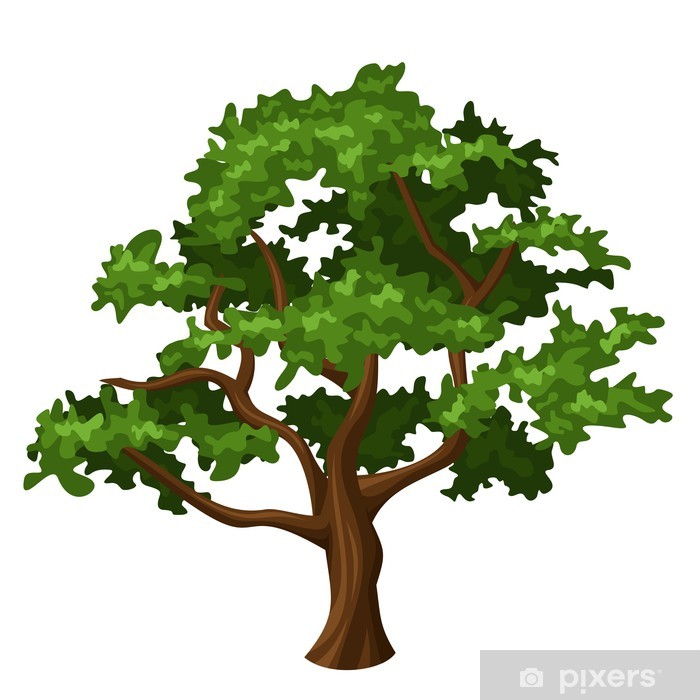 700x700 Oak Tree Vector Illustration Wall Mural We Live