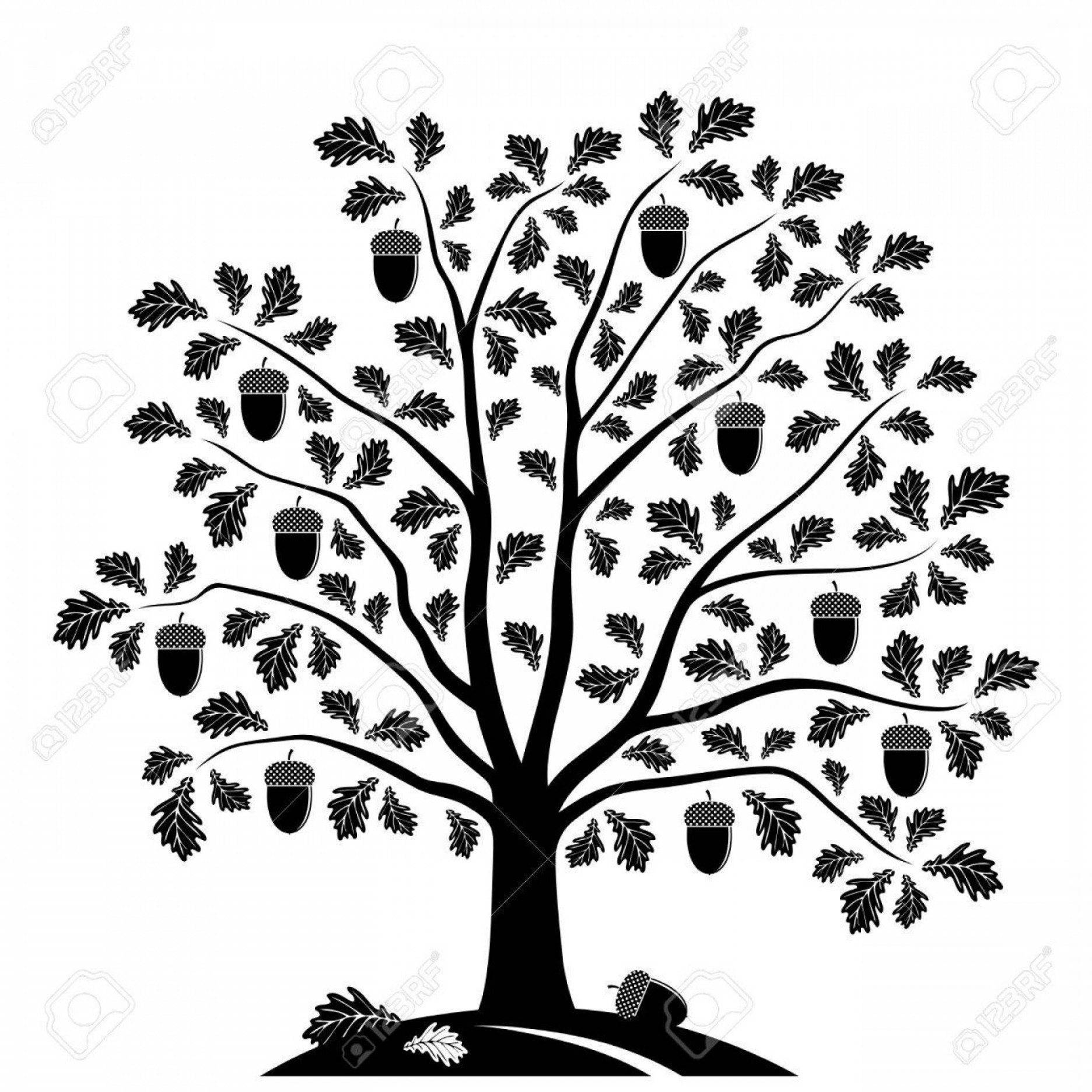 1872x1872 Photostock Vector Vector Oak Tree Isolated On White Background