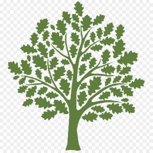 300x300 Png Clip Art Tree Oak Vector Graphics Shutterstock Cqrecords