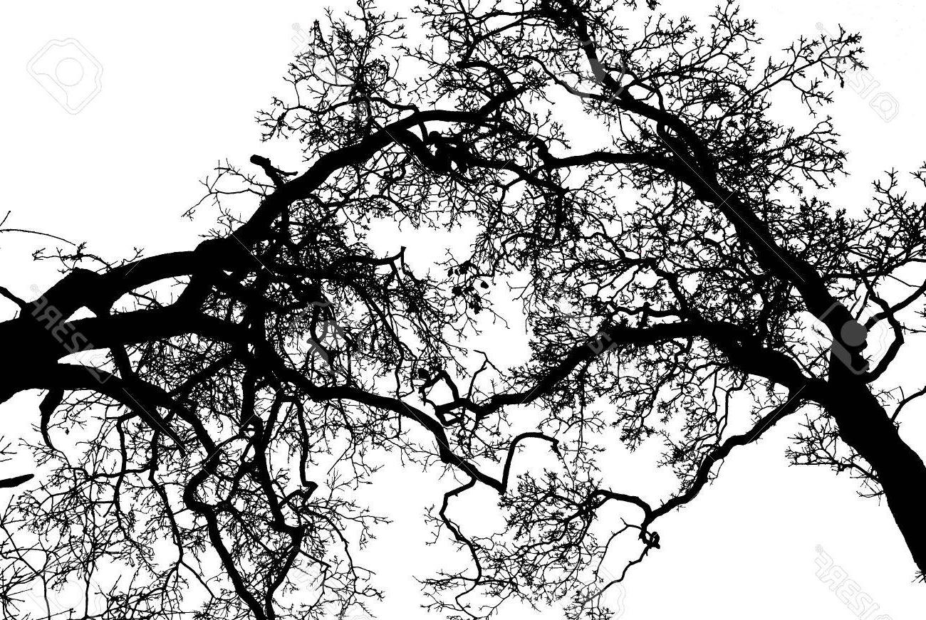 1300x871 Hd Live Oak Tree Vector Images Free Vector Art, Images, Graphics