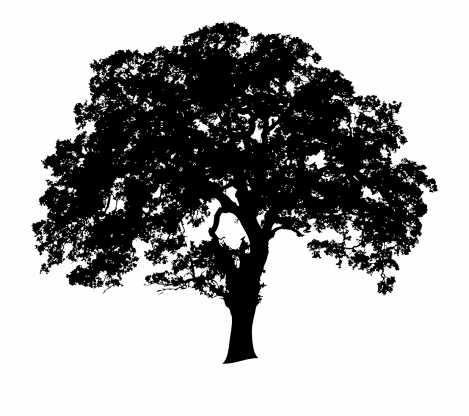 920x817 Landtrusttree No Edging