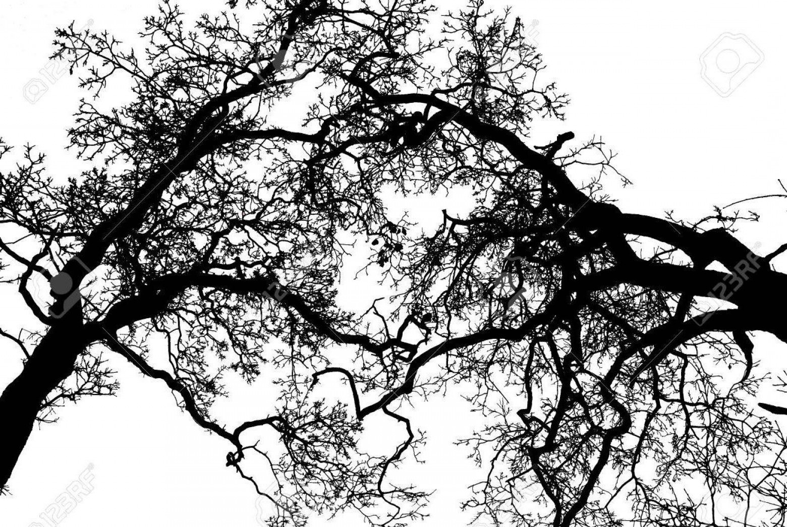 1560x1045 Hd Live Oak Tree Vector Images Hoodamathrun
